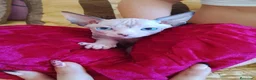 Sphynx gatos en venta: Preciosa hembrita ojos azules  - Anuncio 1
