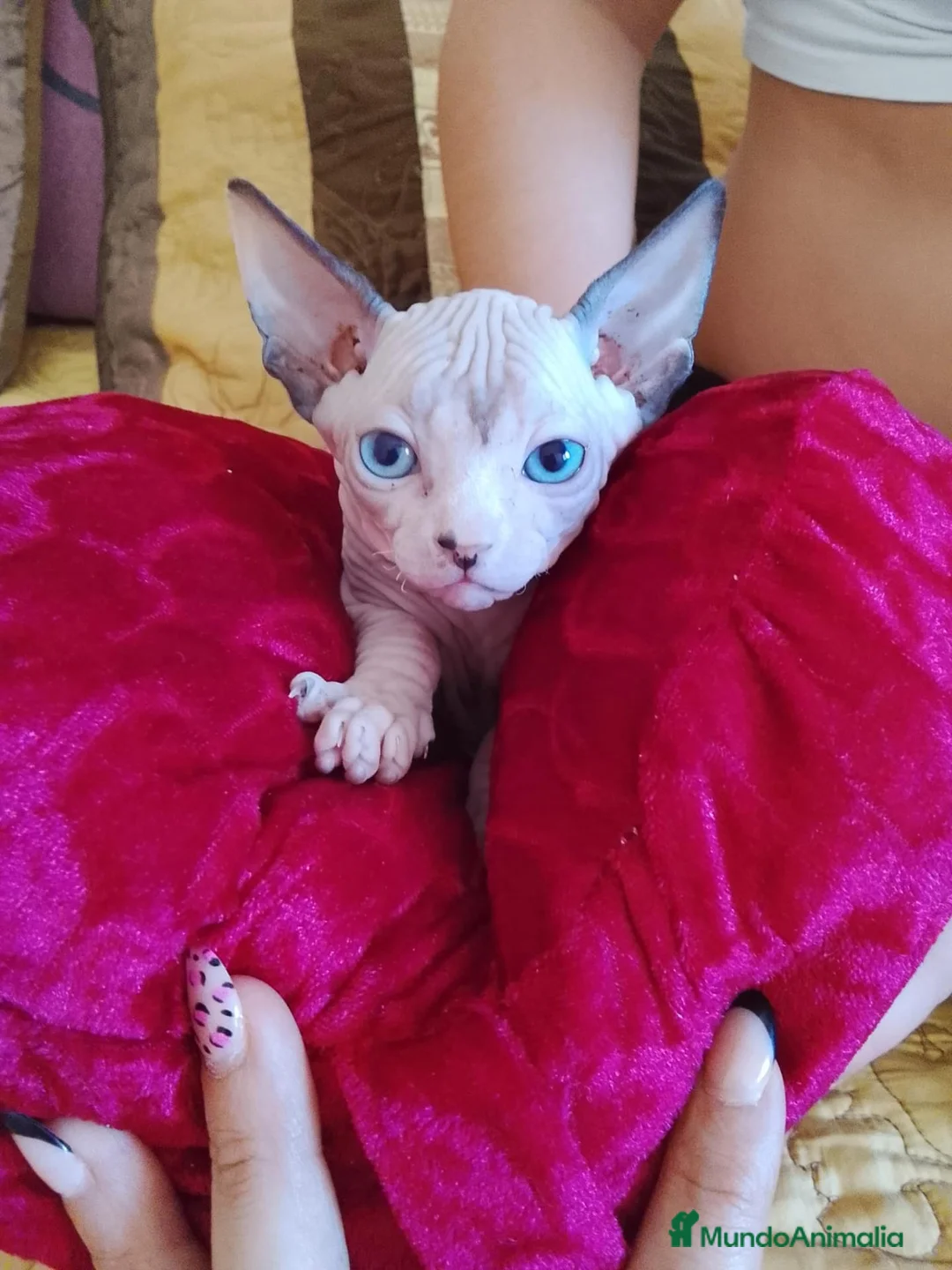 Sphynx gatos en venta: Preciosa hembrita ojos azules  - Anuncio 1