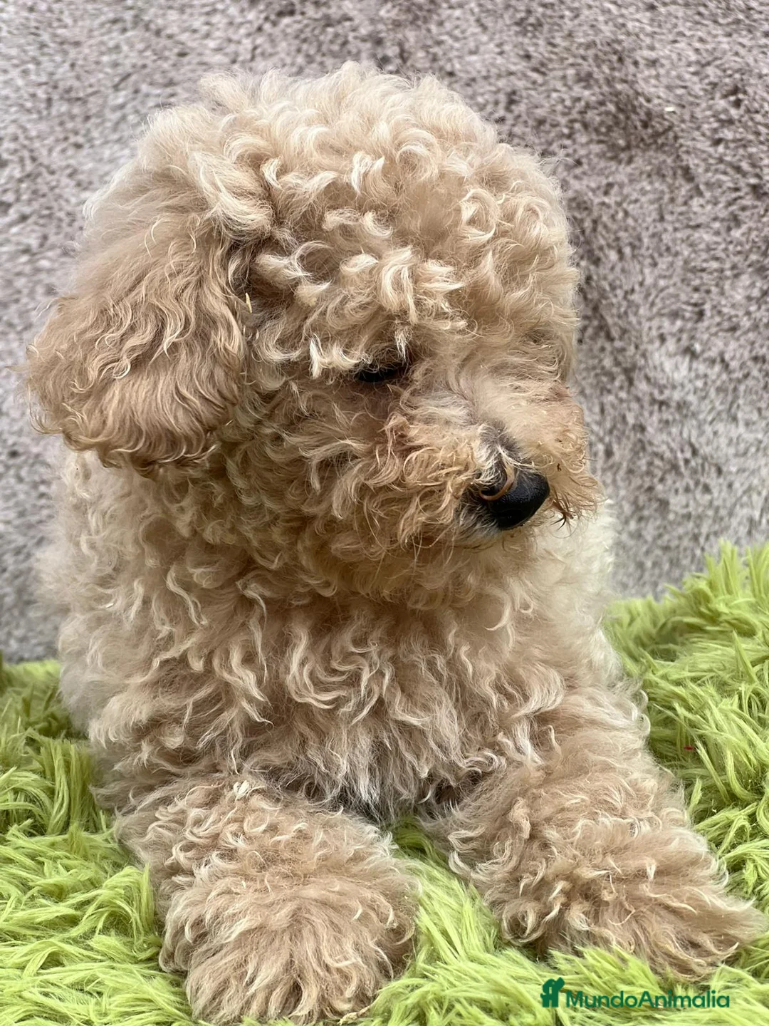 Caniche Toy perros en venta: Caniche apricot - Anuncio 4