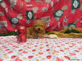 Caniche Toy perros IMPRECIONANTES CANICHES - Anuncio 1