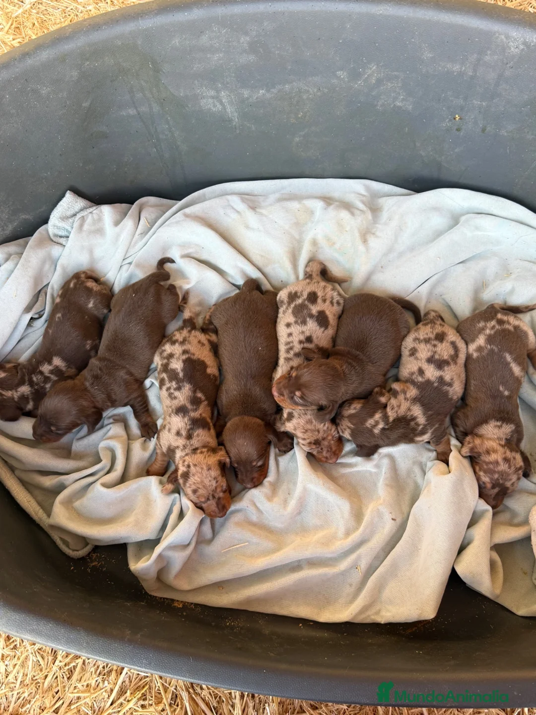 Teckel Miniatura perros en venta: CAMADA TECKEL MINIATURA - Anuncio 1