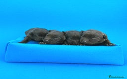 Labrador Retriever perros en venta: Espectacular el de labrador chocolate - Imagen 1