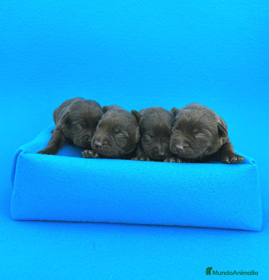 Labrador Retriever perros en venta: Espectacular el de labrador chocolate - Imagen 1