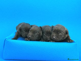 Labrador Retriever perros Espectacular el de labrador chocolate - Anuncio 21