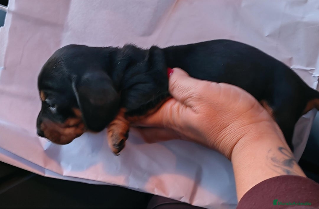 Teckel perros en venta: 🌟Tekel Arlequín y Negros fuego🌟 - Anuncio 10