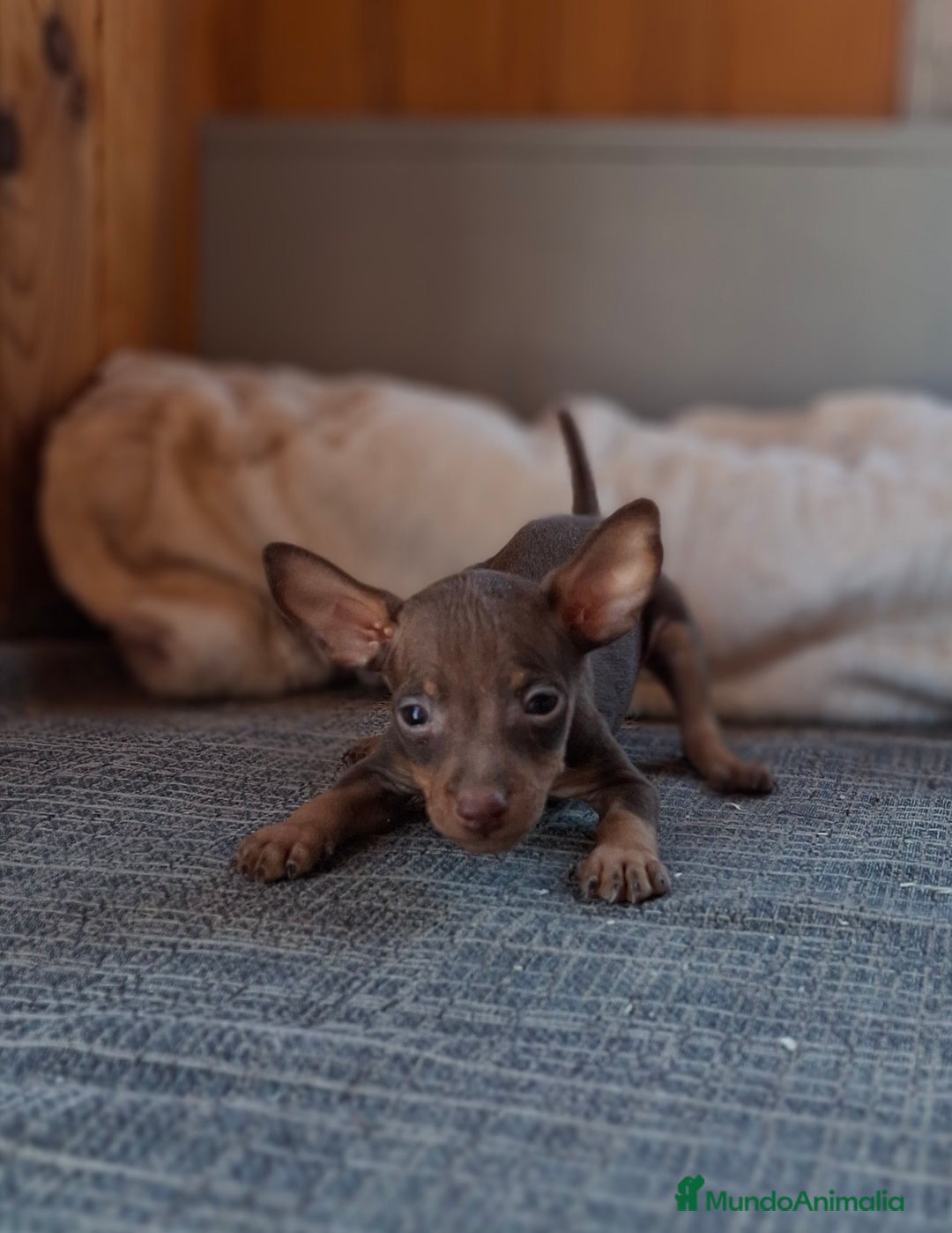 Pinscher Miniatura perros en venta: Pincher Miniatura chocolate  - Imagen 2