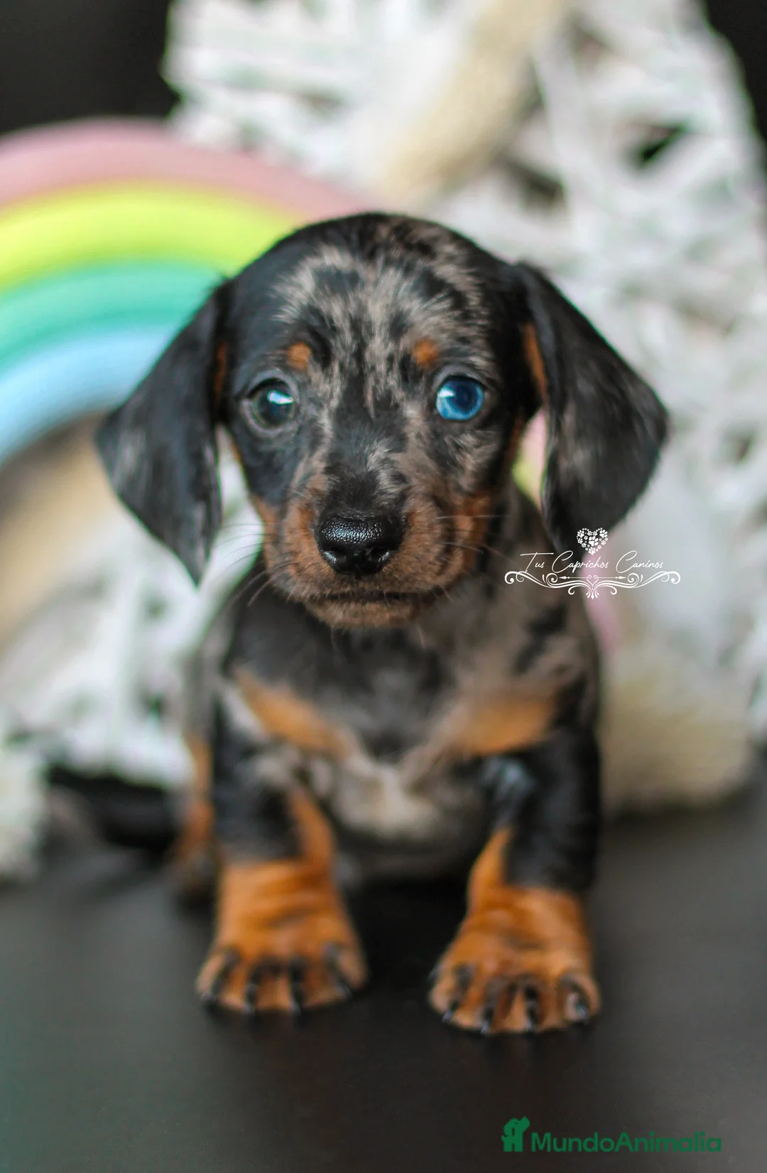 Teckel perros en venta: Teckel arlequín plata en Cantabria - Anuncio 1