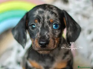 Teckel perros Teckel arlequín plata en Cantabria - Anuncio 11