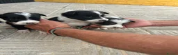 Border Collie perros en venta: Bordell collin Espectaculares Cálidad Maxima - Anuncio 6