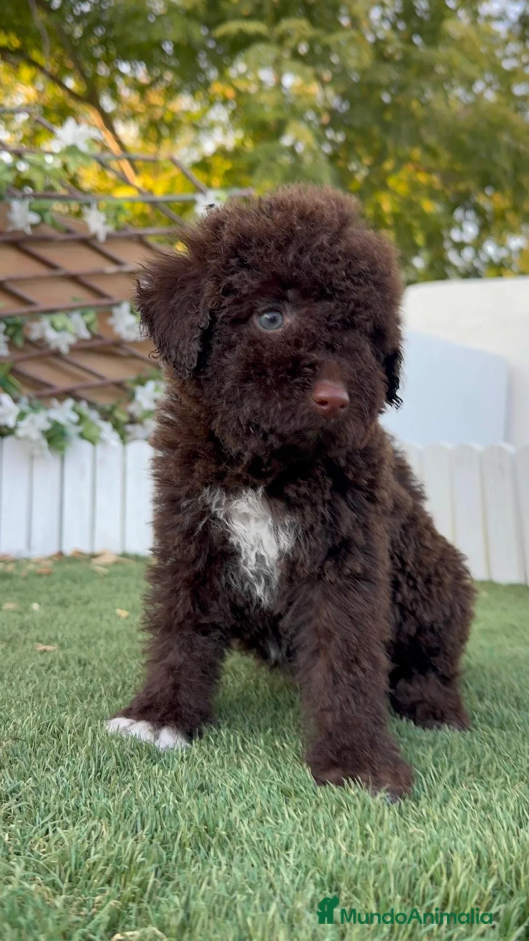 Perro de Agua Español perros en venta: PERRO DE AGUA ESPAÑOL - Anuncio 2