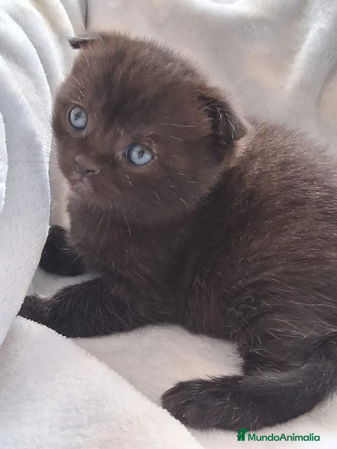 Scottish Fold gatos en venta: Preciosos Scotthis chocolate y tabby chocolate en Madrid - Anuncio 3