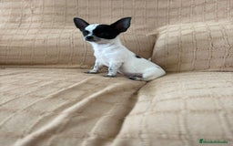 Chihuahua perros en venta: Chihuahua toy ruso - Imagen 2