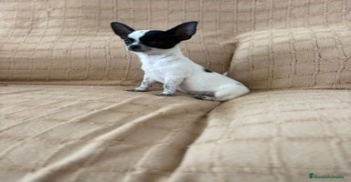 Chihuahua perros - Anuncio 4