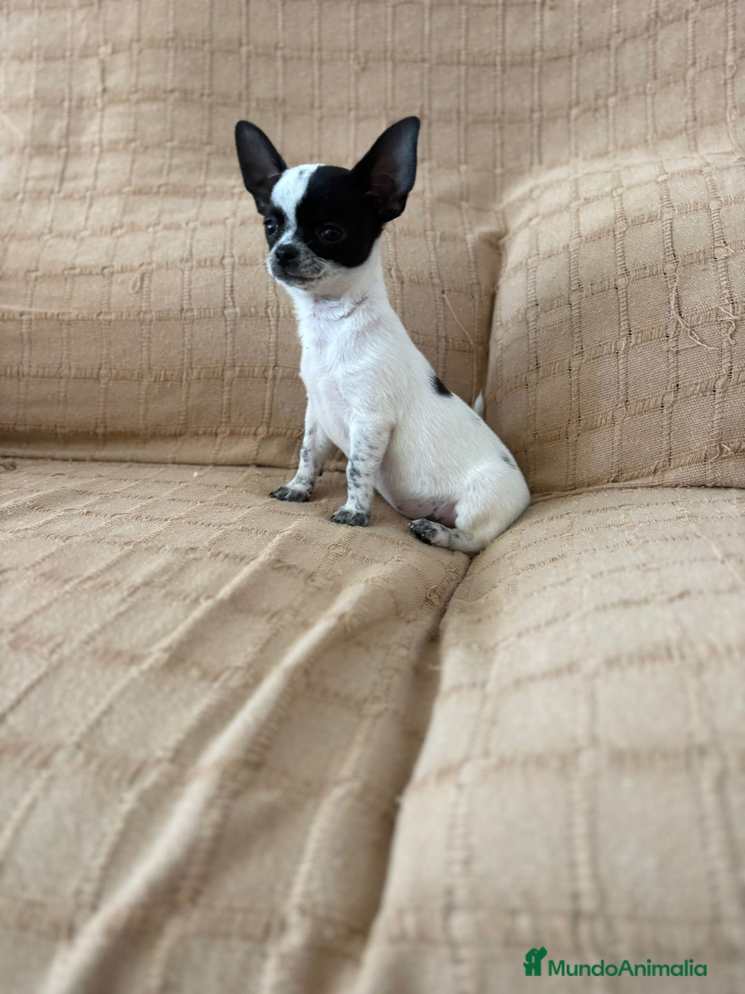 Chihuahua perros en venta: Chihuahua toy ruso - Imagen 2