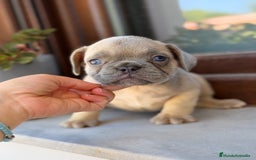 Bulldog Francés perros en venta: Bulldog francés exóticos  - Imagen 2