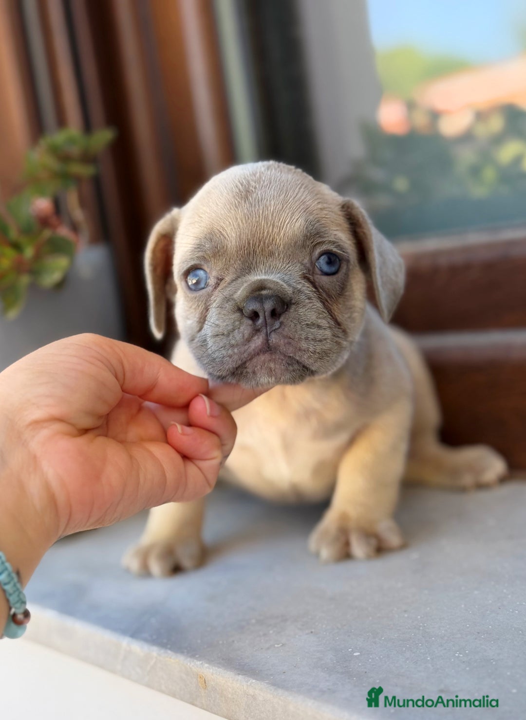 Bulldog Francés perros en venta: Bulldog francés exóticos  - Imagen 2