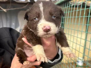 Border Collie perros Cachorro hembra Border Collie Chocolate - Anuncio 11