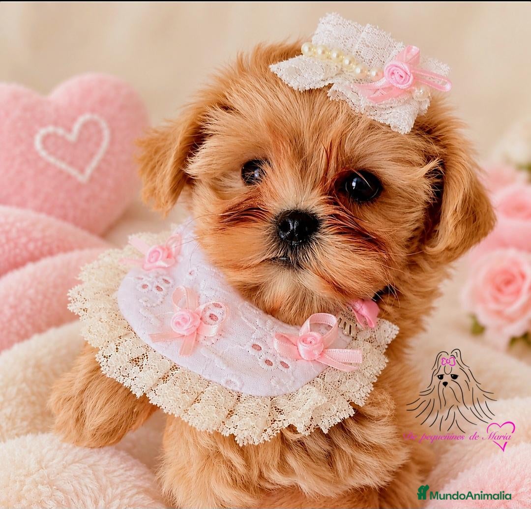 Maltipoo perros en venta: MALTIPOO MINIATURA ASIÁTICO  - Anuncio 33