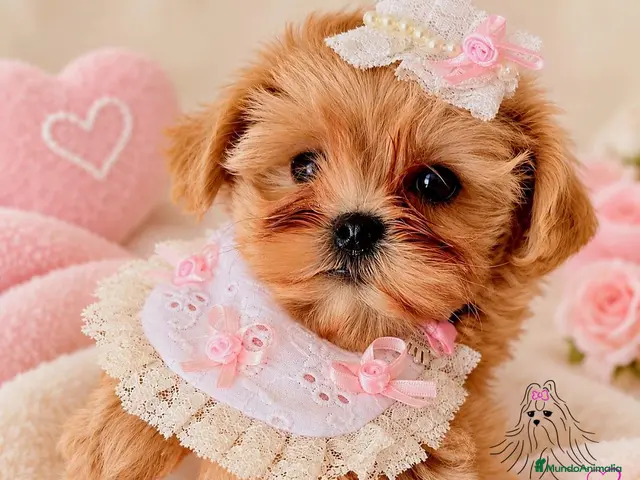 Maltipoo perros en venta: MALTIPOO MINIATURA ASIÁTICO - Anuncio 33