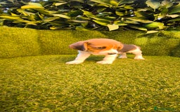 Beagle perros en venta: beagles tricolor  - Imagen 15