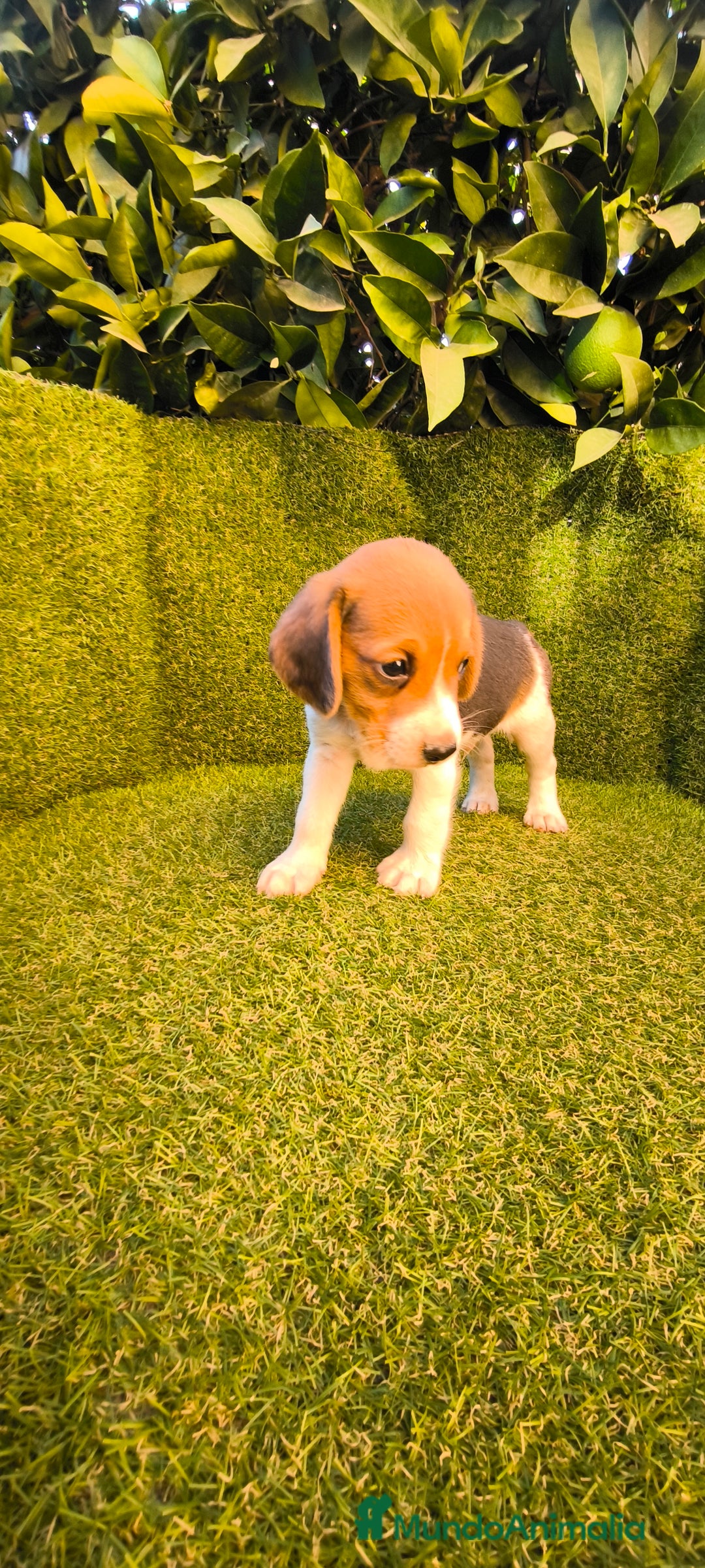 Beagle perros en venta: beagles tricolor  - Imagen 15