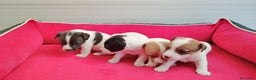 Jack Russell Terrier perros en venta: Jack Russell  - Anuncio 5