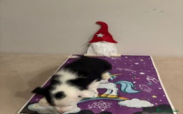 Border Collie perros en venta: Border collie  - Imagen 6