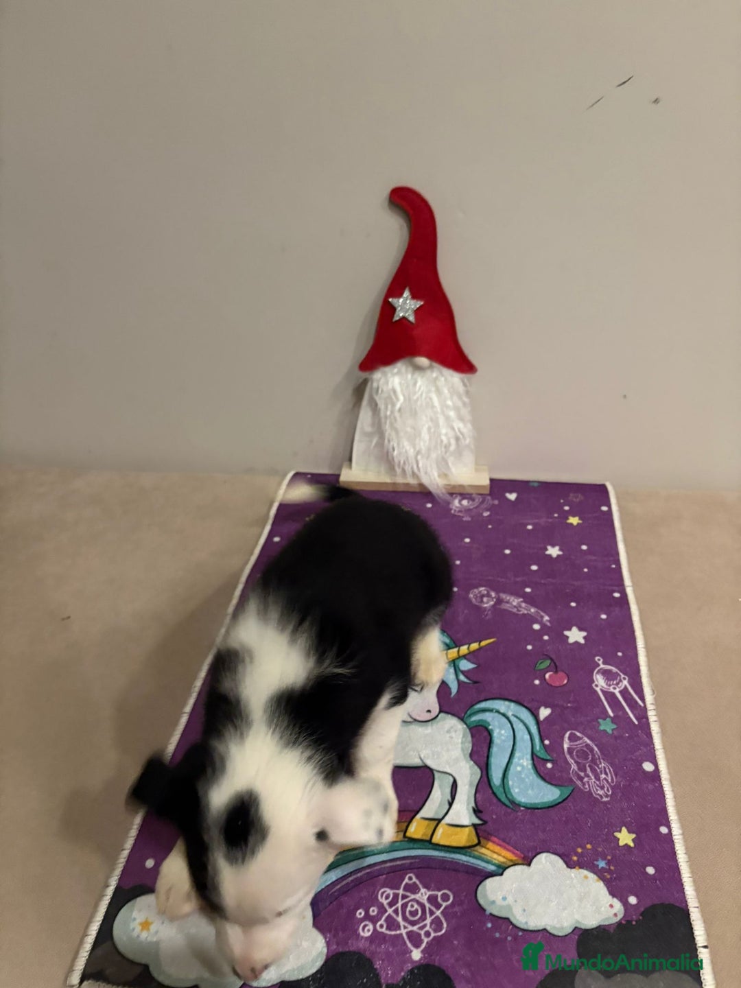 Border Collie perros en venta: Border collie  - Imagen 6