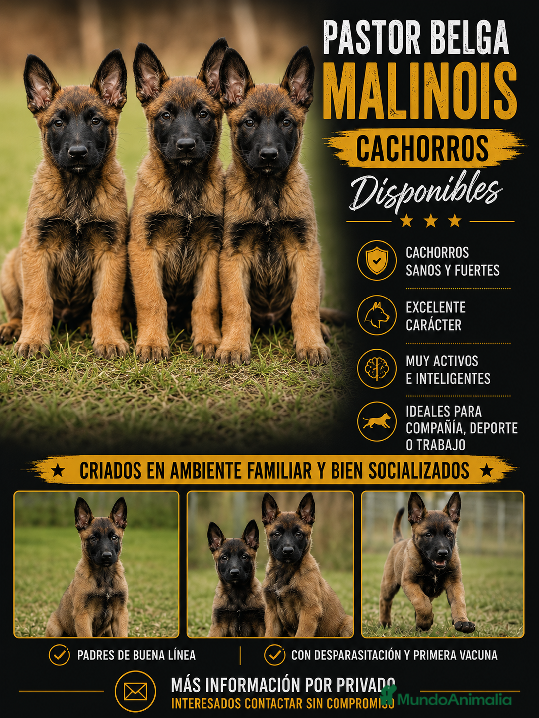 Pastor Belga Malinois perros Pastor belga malinois 🐾 - Anuncio 1