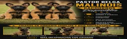 Pastor Belga Malinois perros en venta: Pastor belga malinois 🐾 - Anuncio 1