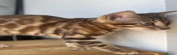 Bengalí gatos en venta: Gata Bengalí – Alta Genética y Crianza Premium - Anuncio 17
