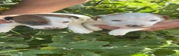 Jack Russell Terrier perros en venta: Jack Russell Terrier - Anuncio 3