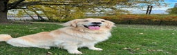 Golden Retriever perros en venta: Golden retriever bebes preciosos  - Anuncio 1