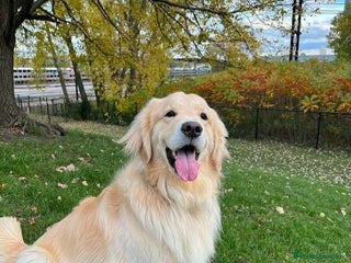 Golden Retriever perros Golden retriever bebes preciosos - Anuncio 2