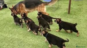 Pastor Alemán perros PASTOR ALEMAN - Anuncio 4