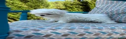 Bichón Maltés perros en venta: Bichon maltés líneas coreanas  - Anuncio 5