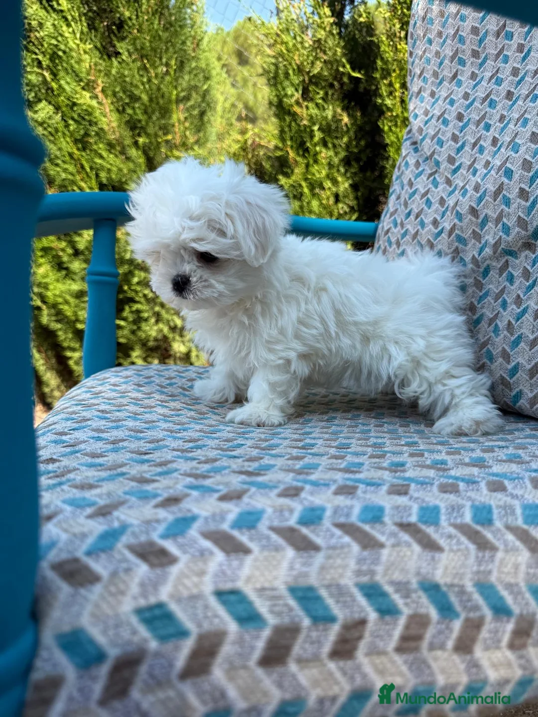 Bichón Maltés perros en venta: Bichon maltés líneas coreanas  - Anuncio 5