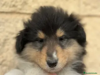 Collie de Pelo Largo perros Rough collie - Anuncio 1