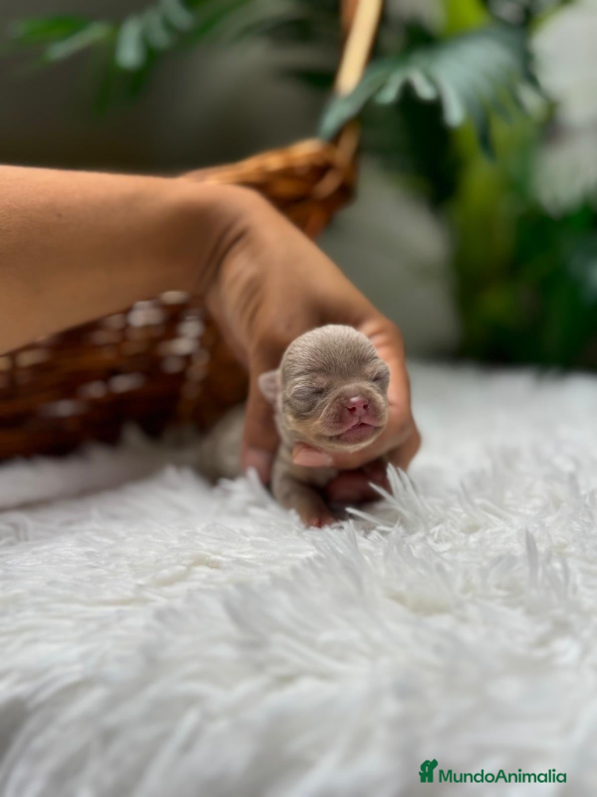 Chihuahua perros CHIHUAHUA LILAC AND TAN - Anuncio 1