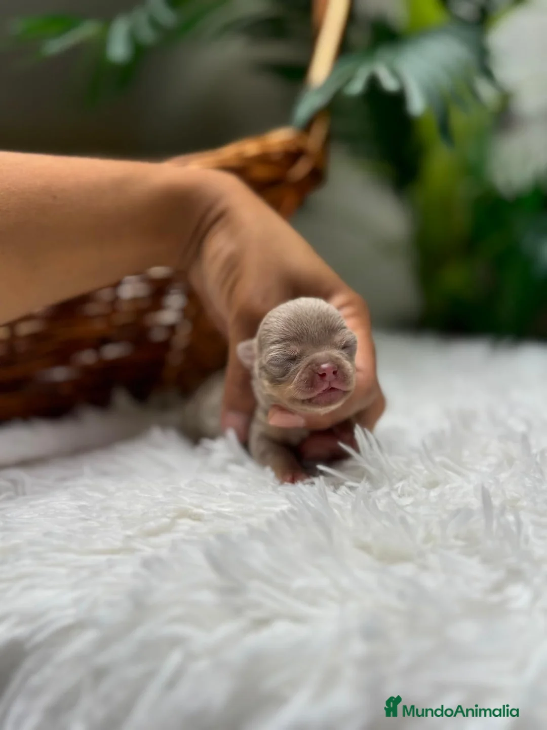 Chihuahua perros en venta: CHIHUAHUA LILAC AND TAN - Anuncio 1