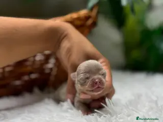 Chihuahua perros CHIHUAHUA LILAC AND TAN - Anuncio 1