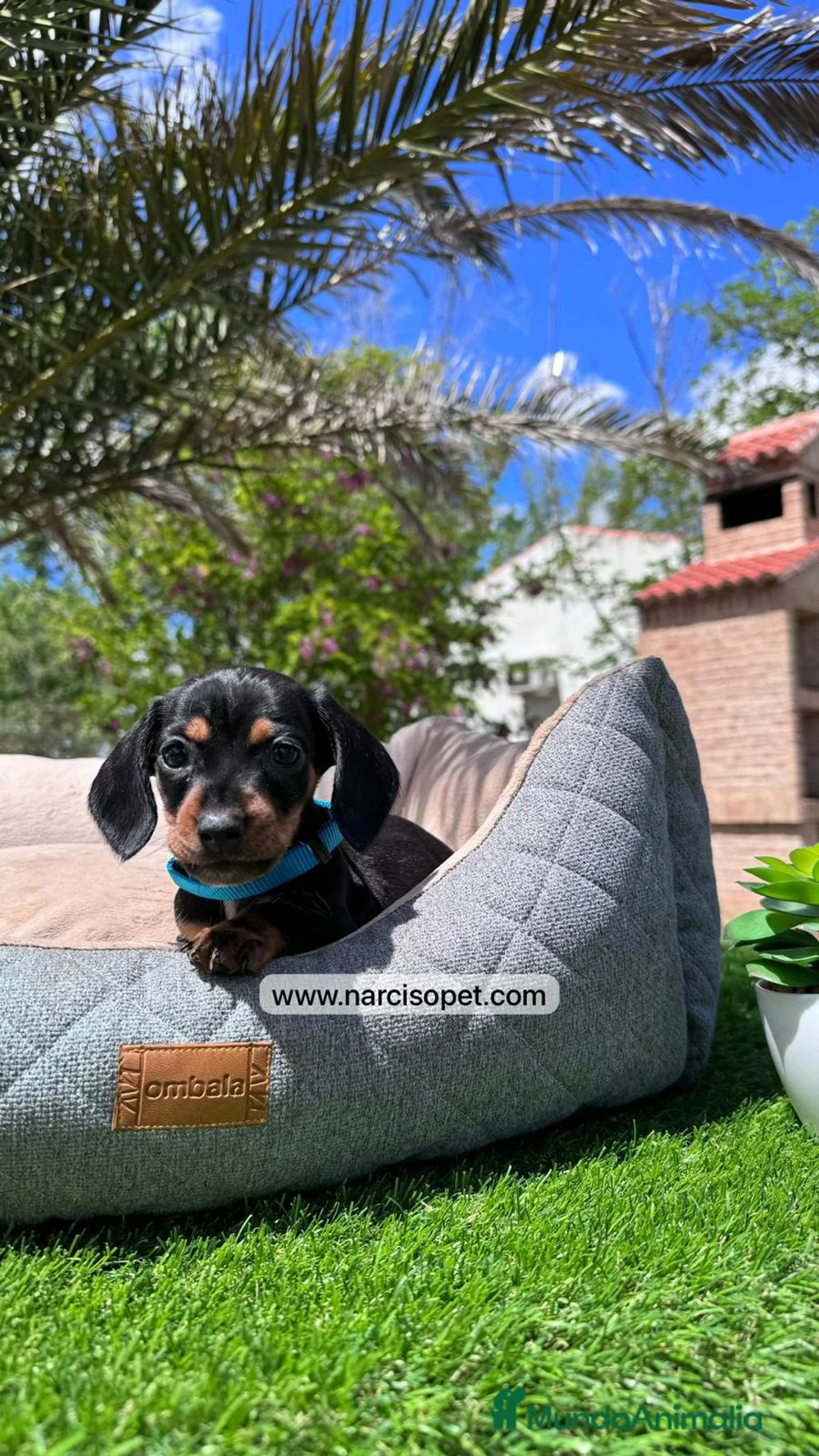 Teckel Miniatura perros en venta: TECKEL - Anuncio 5