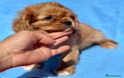 Cavalier King Charles Spaniel perros en venta: CAVALIER RUBI Y TAN DISPONIBLE - Imagen 2