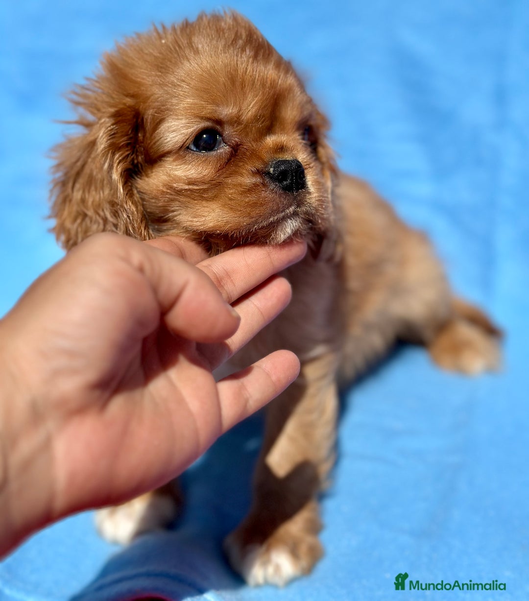 Cavalier King Charles Spaniel perros en venta: CAVALIER RUBI Y TAN DISPONIBLE - Imagen 2