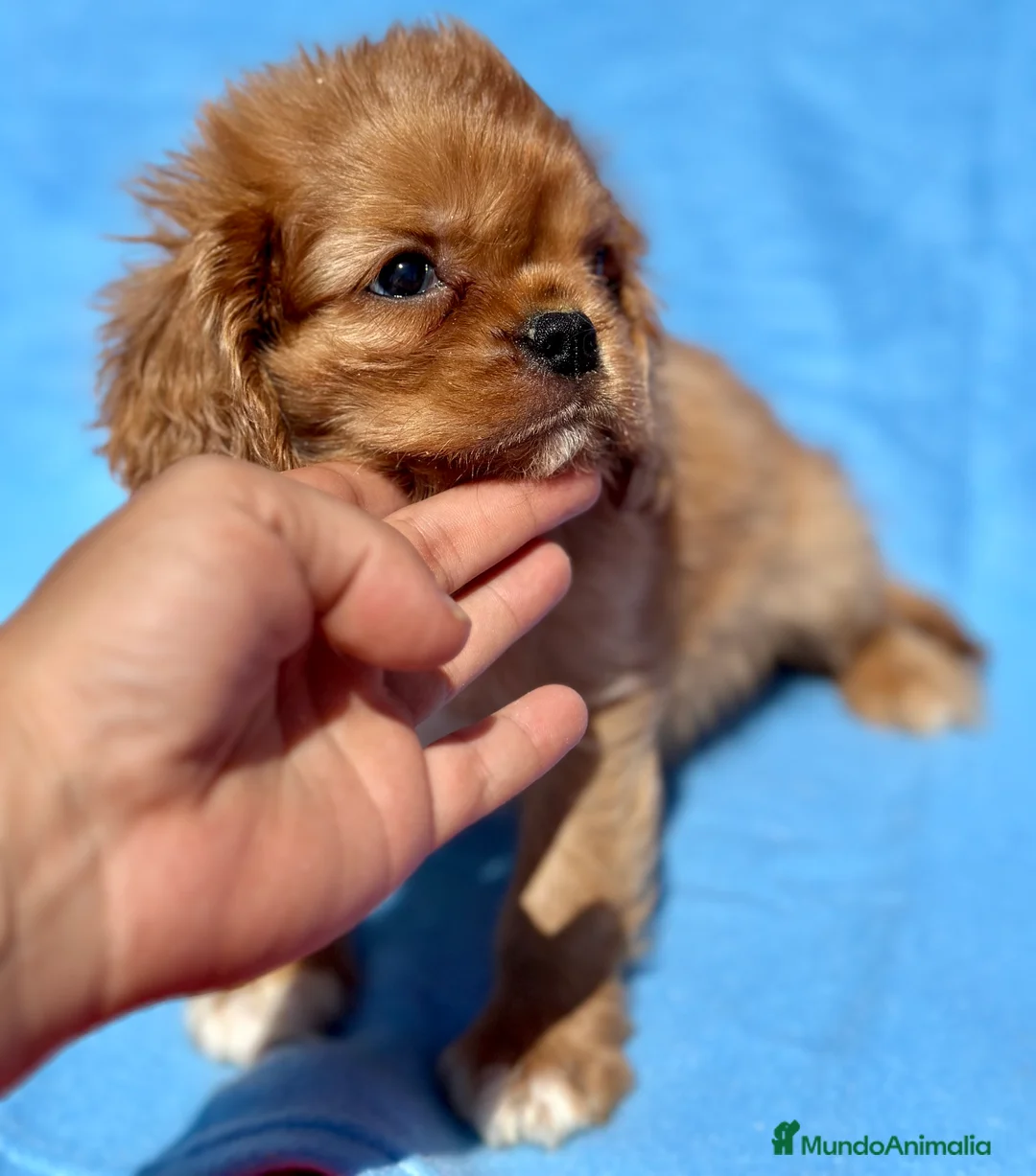 Cavalier King Charles Spaniel perros en venta: CAVALIER RUBI Y TAN DISPONIBLE - Anuncio 2