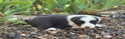 Border Collie perros en venta: Border Collie colores únicos 🐾🐾🐾 - Anuncio 2