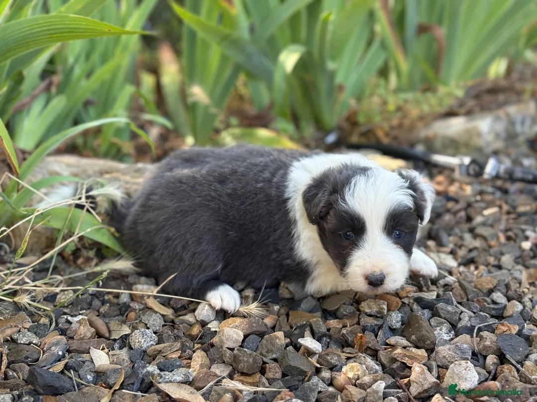 Border Collie perros en venta: Border Collie colores únicos 🐾🐾🐾 - Anuncio 2