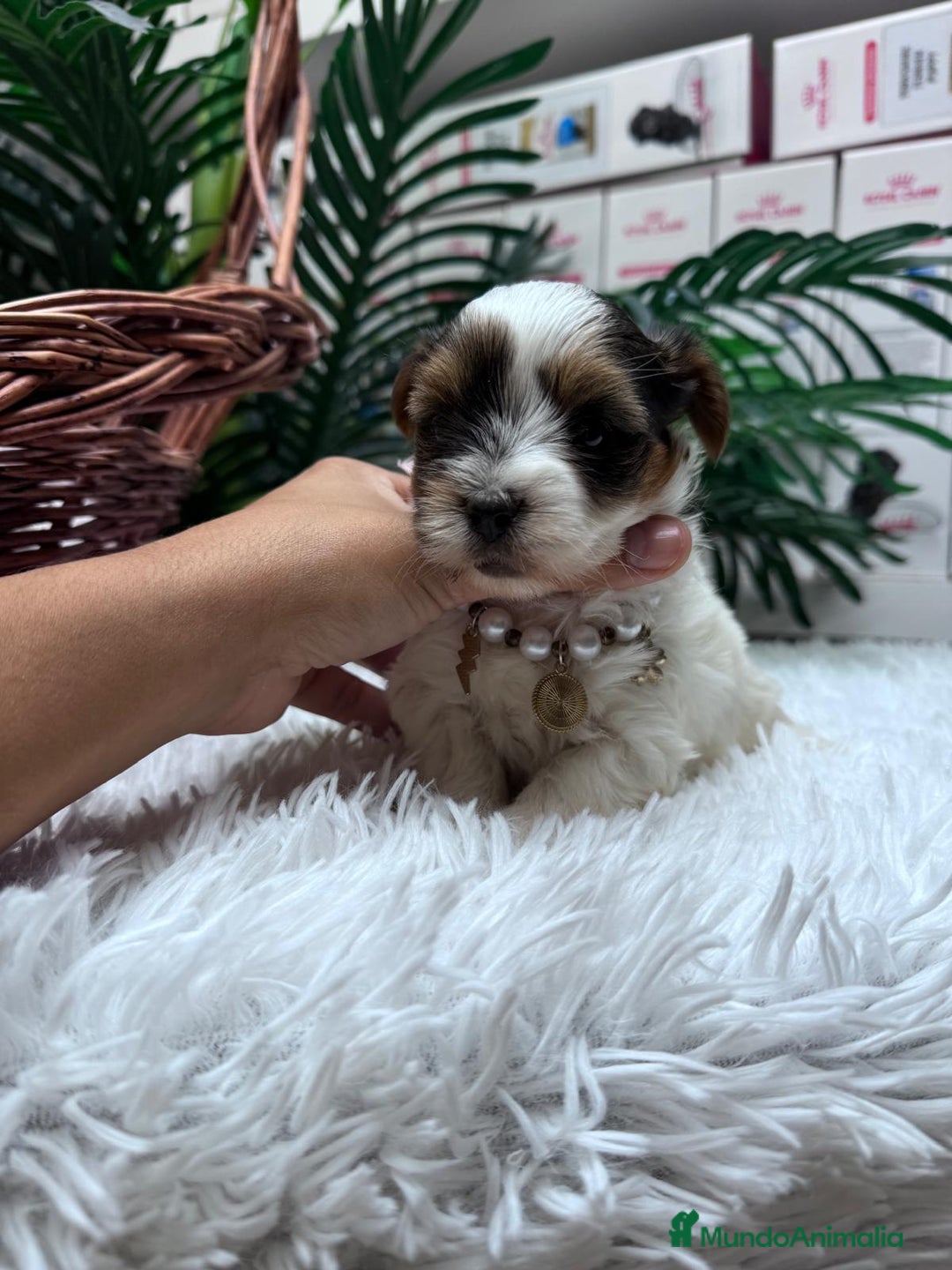 Yorkshire Terrier perros en venta: YORKSHIRE BIEWER HEMBRA - Anuncio 4