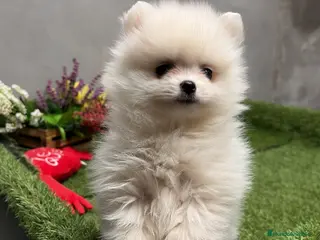 Pomerania perros Pomerania Macho disponible !!! - Anuncio 2