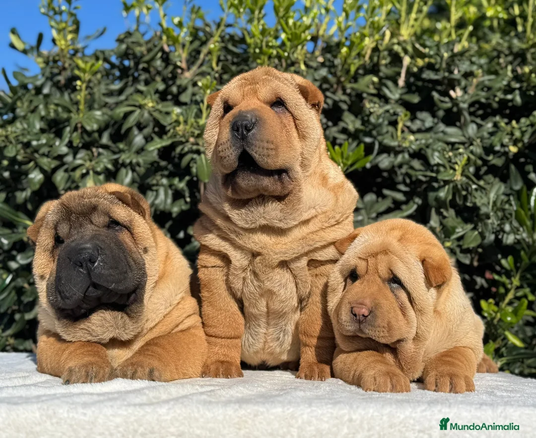 Shar Pei perros en venta: LOS MEJORES BEBE SHAR PEI - Anuncio 2